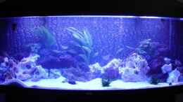 aquarium-von-florian-schweers-becken-2994_Aquarium mit Aqua Blue 