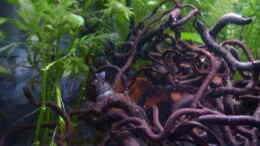 aquarium-von-rootsman-scarlets-home-aufgeloest_