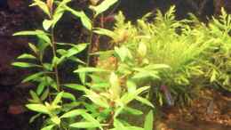 Aquarium einrichten mit Sumpf-Kammblatt (Proserpinaca palustris)