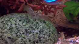aquarium-von-jens-j--becken-30000-als-raumteiler_Amano-Garnelen (Caridina multidentata / japonica )