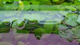Foto mit Brasilianischer Wassernabel (Hydrocotyle leucocephala)