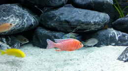 Aquarium einrichten mit Aulonocara fire fish (Bock)