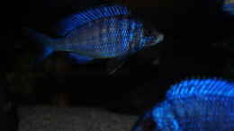 Aquarium einrichten mit Placidochromis phenochilus mdoka white lips
