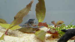 aquarium-von-martin-w--robinson-crusoes-becken-existiert-nicht-mehr_Der Schlingel nagt die Blätter an....