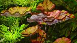 aquarium-von-sabine-stark-becken-3003_Nymphaea lotus var. rubra