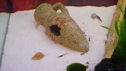 Aquarium einrichten mit Sandzone mit Muscheln und Amphore am 18.07.2006