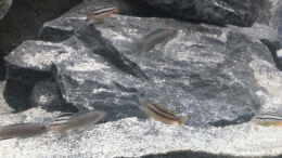 aquarium-von-tripledad-klein-malawi-in----nur-noch-als-beispiel_Auratus-Gruppe mit Ps. flavus und einem Cobue-Weibchen