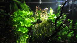 aquarium-von-michael-z--planted-world_LED Spot