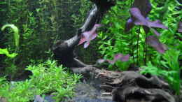 Aquarium einrichten mit Corydoras panda/Panda Panzerwels