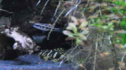 Aquarium einrichten mit Peckoltia compta & Dicrossus filamentosus