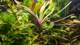 Foto mit Wasserfeder - Eichhornia azurea (rotstängelige Form) 