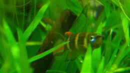 aquarium-von-nanu-nano-cube-30l_Ringelhechtling Männchen