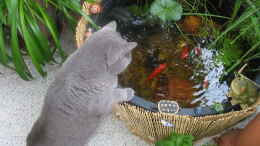 aquarium-von-muschelherz-teich-30176_....später stellte ich meiner Katze ein Stuhl dort hin (war