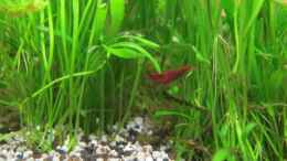 aquarium-von-sarah-quellen-batmund-aufgeloest_Red Firne im Rasen