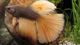 Aquarium einrichten mit Siamesischer Kampffisch