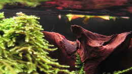 aquarium-von-sarah-quellen-batmund-aufgeloest_Mit Javamoos bewachsene Moorkienwurzel