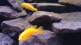 aquarium-von-andreas-odenweller-becken-3021_Labidochromis caeruleus