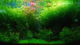 aquarium-von-micha----durchs-gruene-tal------aufgeloest--_Letztes Bild des zuletzt vernachlässigten Beckens vor dem A