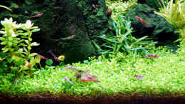 aquarium-von-micha----durchs-gruene-tal------aufgeloest--_Garnelenfütterung