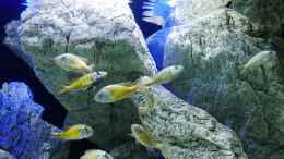 aquarium-von-petr-novak-unterwasser-hoehle_