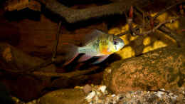 aquarium-von-ajakandi-papillon_Mikrogeophagus altispinosus