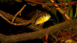 aquarium-von-ajakandi-papillon_Mikrogeophagus altispinosus