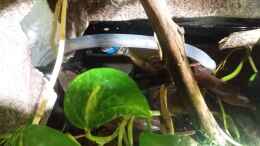 aquarium-von-sebastian-mueller-schwarzwasserhabiat-mit-aufgesetzer-pflanzenwelt_Pumpe für den Wasserlauf u. Jäger 300 Watt Heizstab