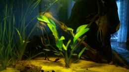 aquarium-von-sebastian-mueller-schwarzwasserhabiat-mit-aufgesetzer-pflanzenwelt_