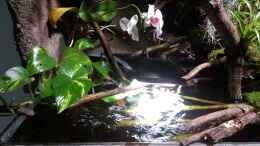 aquarium-von-sebastian-mueller-schwarzwasserhabiat-mit-aufgesetzer-pflanzenwelt_10 watt Led warmweiss