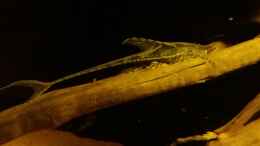 aquarium-von-sebastian-mueller-schwarzwasserhabiat-mit-aufgesetzer-pflanzenwelt_Strisoma aureum Weibchen