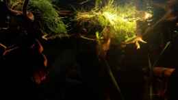 aquarium-von-sebastian-mueller-schwarzwasserhabiat-mit-aufgesetzer-pflanzenwelt_Javamoos