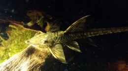 aquarium-von-sebastian-mueller-schwarzwasserhabiat-mit-aufgesetzer-pflanzenwelt_Sturisoma Männchen...erkennt man an dem Bart