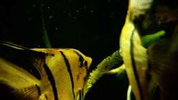 aquarium-von-sebastian-mueller-schwarzwasserhabiat-mit-aufgesetzer-pflanzenwelt_Gelege u. Brutpflege