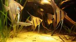 aquarium-von-sebastian-mueller-schwarzwasserhabiat-mit-aufgesetzer-pflanzenwelt_den hajuta hajuta ,hechtsalmler,ist im Fischhimmel