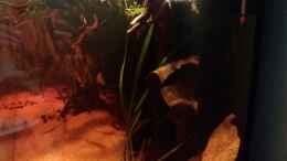 aquarium-von-sebastian-mueller-schwarzwasserhabiat-mit-aufgesetzer-pflanzenwelt_
