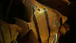 aquarium-von-sebastian-mueller-schwarzwasserhabiat-mit-aufgesetzer-pflanzenwelt_Weibchen