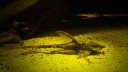 aquarium-von-sebastian-mueller-schwarzwasserhabiat-mit-aufgesetzer-pflanzenwelt_Sturisoma aureum Männchen