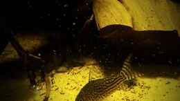 aquarium-von-sebastian-mueller-schwarzwasserhabiat-mit-aufgesetzer-pflanzenwelt_C. harald schulzi 