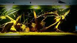 aquarium-von-sebastian-mueller-schwarzwasserhabiat-mit-aufgesetzer-pflanzenwelt_älteres Bild,noch ohne Aufbau