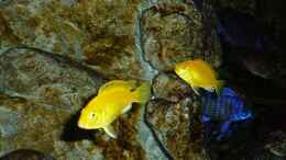 aquarium-von-der-ybbstaler-ybbstal-meets-malawi_Labidochromis caeruleus  Jungfische und Aulonocara stuartgra