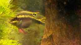aquarium-von-mamo2000-barsch-fadenfisch_Purpurprachtbarsch-Weibchen
