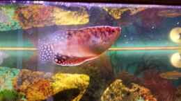 aquarium-von-mamo2000-barsch-fadenfisch_Gold-Fadenfisch-Weibchen 