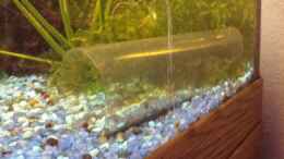 aquarium-von-mamo2000-barsch-fadenfisch_Durchsichtige Röhre, in die das Barsch-Weibchen (am Osterso