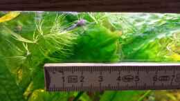 aquarium-von-mamo2000-barsch-fadenfisch_Wels-Baby mit Meterstab