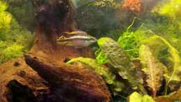 aquarium-von-mamo2000-barsch-fadenfisch_Purpurparchtbarsch-Männchen (lässt sich nicht gern ablicht