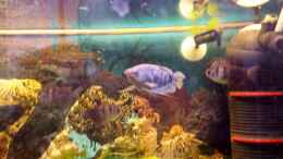 aquarium-von-mamo2000-barsch-fadenfisch_mehrere Beckenbewohner