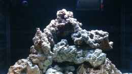 aquarium-von-christopher-schoener-red-sea-max-130d_Beckenstart März 2012