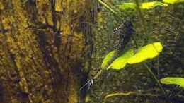 aquarium-von-seemann-teufelsbecken_Rineloricaria parva auf Brasilianischem Wassernabel