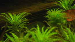 aquarium-von-seemann-teufelsbecken_Geophagus Tapajos red head - Versteck unter Wurzel