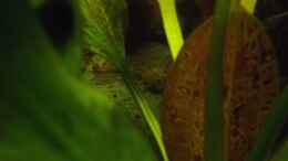 Aquarium einrichten mit Rineloricaria parva auf Echinodorus Dschungelstar